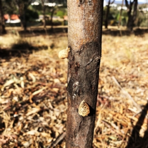 Acacia dealbata at Garran, ACT - 7 Dec 2019