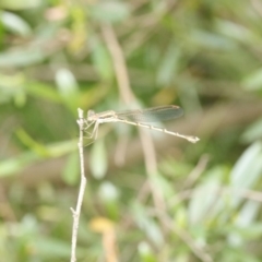 Austrolestes analis (Slender Ringtail) at O'Connor, ACT - 30 Nov 2016 by ibaird