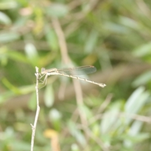 Austrolestes analis at O'Connor, ACT - 30 Nov 2016 07:29 PM