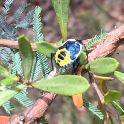 Commius elegans (Cherry Ballart Shield Bug) at Acton, ACT - 13 Dec 2015 by ibaird