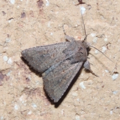 Dasygaster padockina (Tasmanian Cutworm) at Conder, ACT - 26 Mar 2015 by MichaelBedingfield