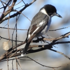 Cracticus torquatus (Grey Butcherbird) at Gungahlin, ACT - 29 Jul 2017 by Qwerty