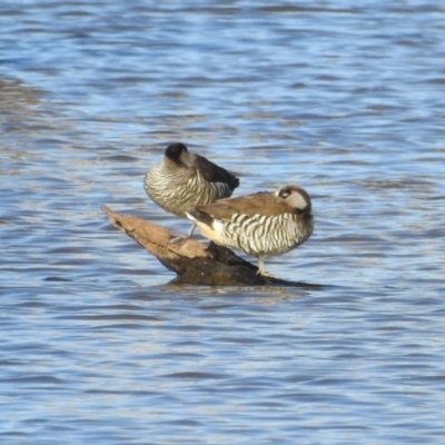Malacorhynchus membranaceus (Pink-eared Duck) at Gungahlin, ACT - 28 Jul 2017 by Qwerty