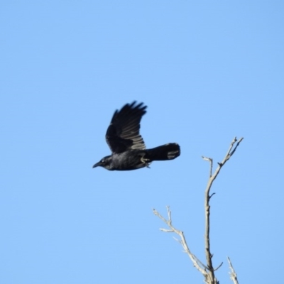 Corvus coronoides (Australian Raven) at Gungahlin, ACT - 28 Jul 2017 by Qwerty