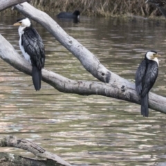 Microcarbo melanoleucos (Little Pied Cormorant) at Amaroo, ACT - 28 Jul 2017 by Alison Milton