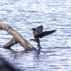 Phalacrocorax sulcirostris at Amaroo, ACT - 28 Jul 2017 10:23 AM