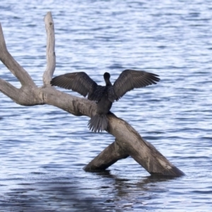 Phalacrocorax sulcirostris at Amaroo, ACT - 28 Jul 2017 10:23 AM