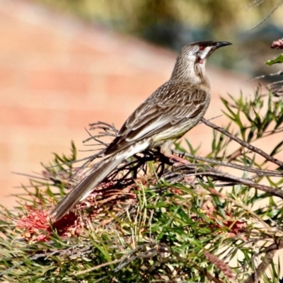 Anthochaera carunculata (Red Wattlebird) at Berrambool, NSW - 28 Jul 2017 by RossMannell