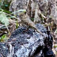 Zoothera lunulata (Bassian Thrush) at Edrom, NSW - 28 Jul 2017 by RossMannell