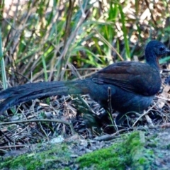 Menura novaehollandiae (Superb Lyrebird) at Edrom, NSW - 28 Jul 2017 by RossMannell