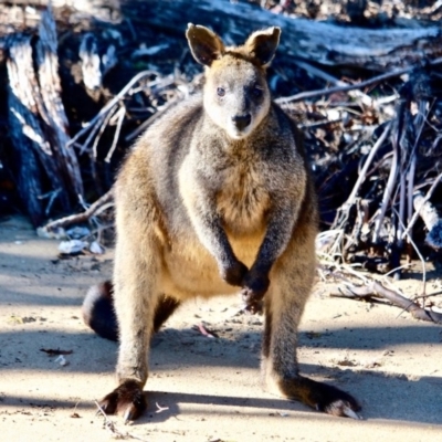 Wallabia bicolor (Swamp Wallaby) at Edrom, NSW - 28 Jul 2017 by RossMannell