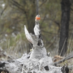 Petroica boodang (Scarlet Robin) at Hackett, ACT - 30 Jul 2017 by Qwerty