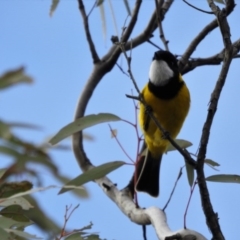 Pachycephala pectoralis (Golden Whistler) at Canberra Central, ACT - 26 Jul 2017 by Qwerty