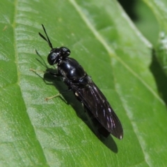 Hermetia illucens (American Soldier Fly) at Conder, ACT - 19 Nov 2014 by MichaelBedingfield