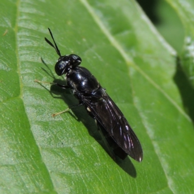 Hermetia illucens (American Soldier Fly) at Conder, ACT - 19 Nov 2014 by michaelb