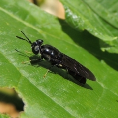 Hermetia illucens at Conder, ACT - 19 Nov 2014 03:45 PM