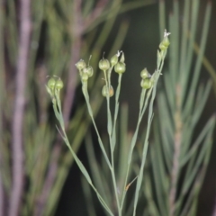 Linum marginale (Native Flax) at Pine Island to Point Hut - 19 Nov 2014 by michaelb