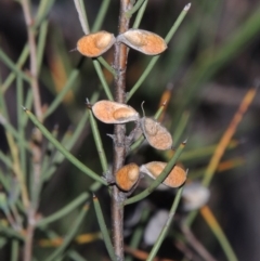 Hakea microcarpa (Small-fruit Hakea) at Pine Island to Point Hut - 19 Nov 2014 by michaelb