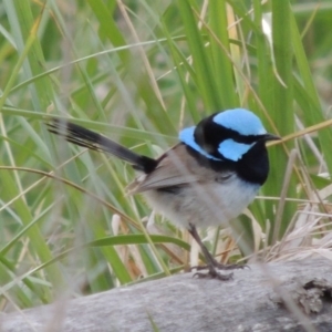 Malurus cyaneus at Fyshwick, ACT - 10 Oct 2014 06:19 PM