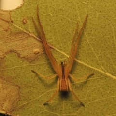 Sidymella trapezia (Trapezoid Crab Spider) at Conder, ACT - 19 May 2015 by MichaelBedingfield