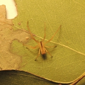 Sidymella trapezia at Conder, ACT - 19 May 2015