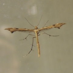 Sinpunctiptilia emissalis (Speedwell Pterror) at Pollinator-friendly garden Conder - 21 Oct 2015 by michaelb