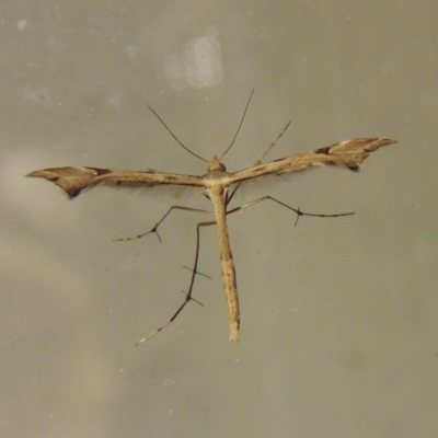 Sinpunctiptilia emissalis (Speedwell Pterror) at Conder, ACT - 21 Oct 2015 by MichaelBedingfield