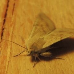 Australothis rubrescens at Conder, ACT - 31 Oct 2015 07:37 AM