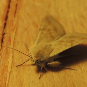 Australothis rubrescens at Conder, ACT - 31 Oct 2015 07:37 AM