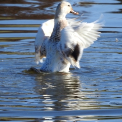 Anas platyrhynchos (Mallard (Domestic Type)) at Dunlop, ACT - 21 May 2017 by Qwerty