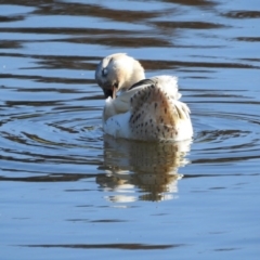 Anas platyrhynchos at Dunlop, ACT - 21 May 2017