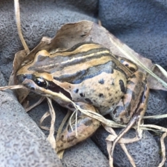 Limnodynastes peronii (Brown-striped Frog) at Pambula, NSW - 27 Jul 2017 by TandyM