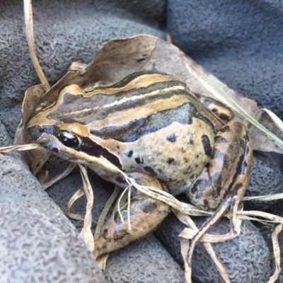 Limnodynastes peronii (Brown-striped Frog) at Pambula, NSW - 26 Jul 2017 by TandyM