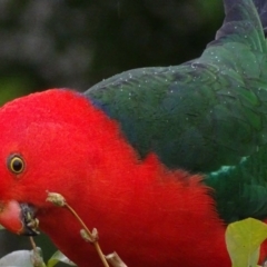 Alisterus scapularis (Australian King-Parrot) at Narrabundah, ACT - 31 Jul 2017 by roymcd