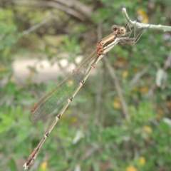 Austrolestes analis (Slender Ringtail) at Conder, ACT - 8 Dec 2015 by MichaelBedingfield