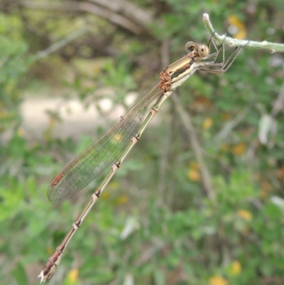 Austrolestes analis (Slender Ringtail) at Pollinator-friendly garden Conder - 8 Dec 2015 by michaelb