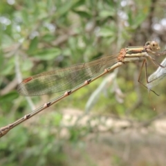 Austrolestes analis at Conder, ACT - 8 Dec 2015