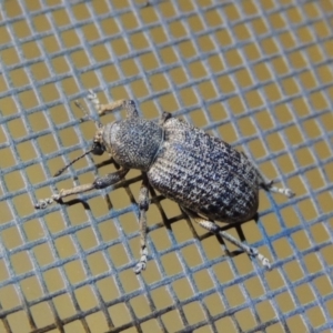 Rhinaria sp. (genus) at Conder, ACT - 8 Dec 2015