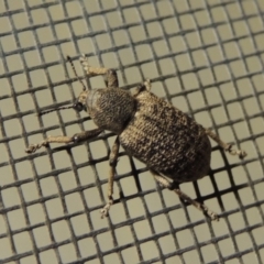 Rhinaria sp. (genus) at Conder, ACT - 8 Dec 2015