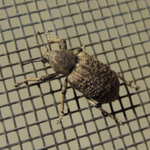 Rhinaria sp. (genus) at Conder, ACT - 8 Dec 2015 11:14 PM