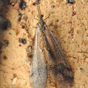 Myrmeleontidae (family) at Conder, ACT - 11 Dec 2015