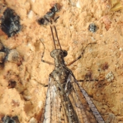 Myrmeleontidae (family) at Conder, ACT - 11 Dec 2015