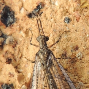 Myrmeleontidae (family) at Conder, ACT - 11 Dec 2015