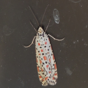 Utetheisa pulchelloides at Conder, ACT - 11 Dec 2015