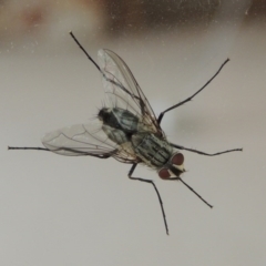 Senostoma tessellatum (A Bristle Fly) at Pollinator-friendly garden Conder - 3 Jan 2016 by michaelb