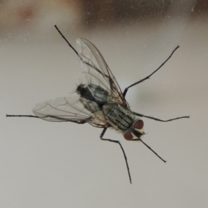 Senostoma tessellatum at Conder, ACT - 3 Jan 2016