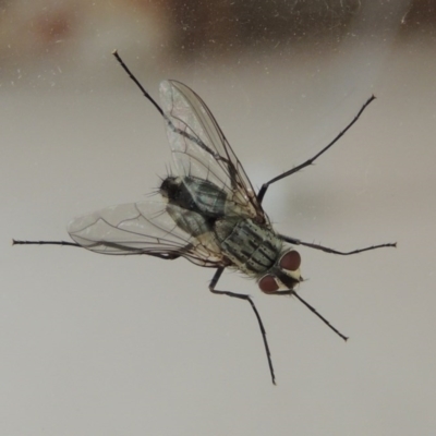 Senostoma tessellatum (A Bristle Fly) at Pollinator-friendly garden Conder - 3 Jan 2016 by michaelb