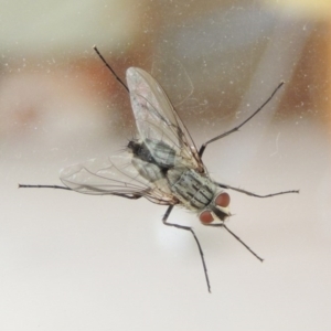 Senostoma tessellatum at Conder, ACT - 3 Jan 2016