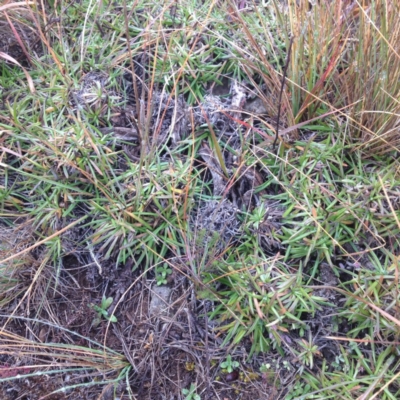 Rutidosis leiolepis (Monaro Golden Daisy) at Polo Flat, NSW - 1 Aug 2017 by GeoffRobertson