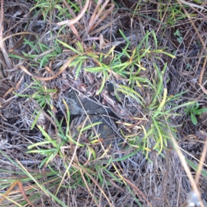 Rutidosis leiolepis at Polo Flat, NSW - 1 Aug 2017 09:58 AM